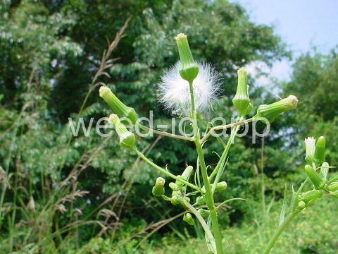 burnweed, American